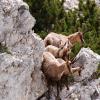 Camoscio d’Abruzzo