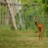Capriolo