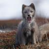 Canidae