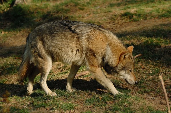 Lupo