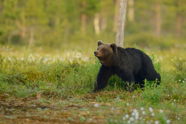 Orso bruno - Ursus arctos