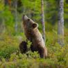 Orso