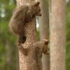 Orso
