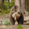 Orso