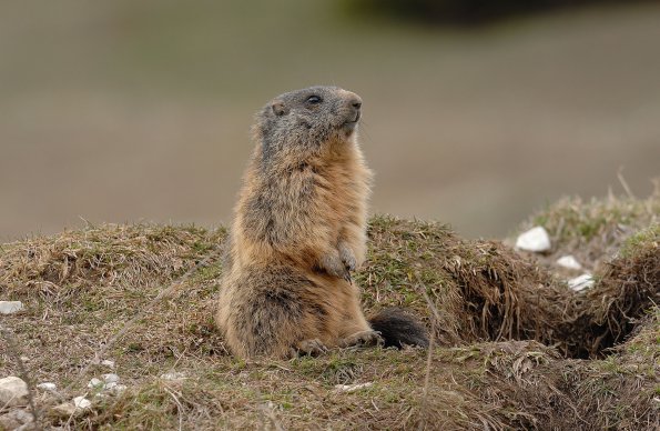 Marmotta