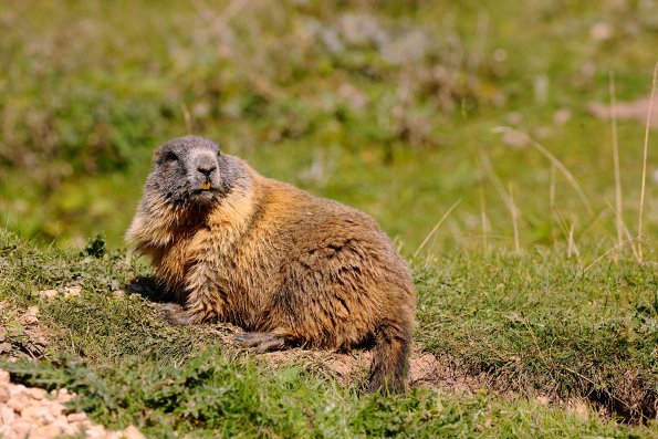 Marmotta