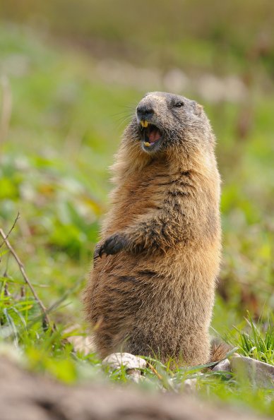 Marmotta