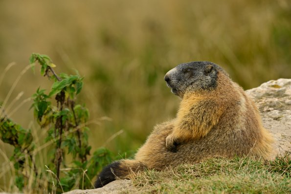 Marmotta