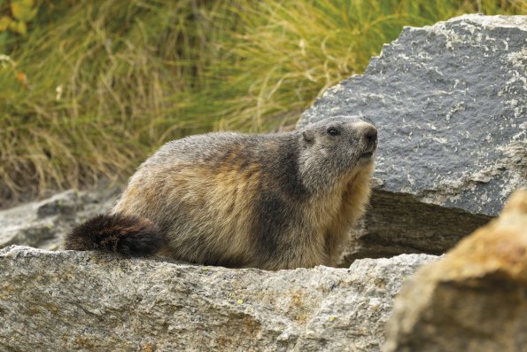 Marmotta 