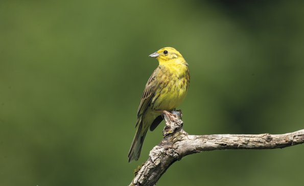 Zigolo giallo 