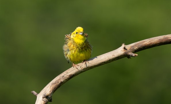 Zigolo giallo