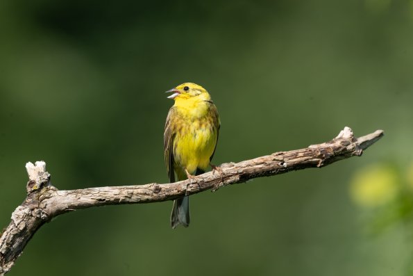 Zigolo giallo