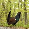Gallo cedrone