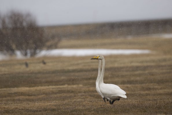 Cigno selvatico