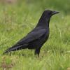 Cornacchia nera 