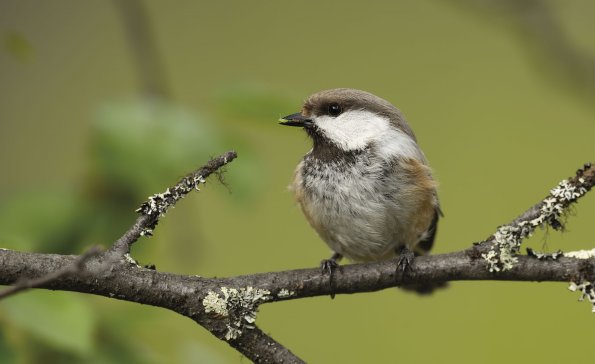 Cincia siberiana