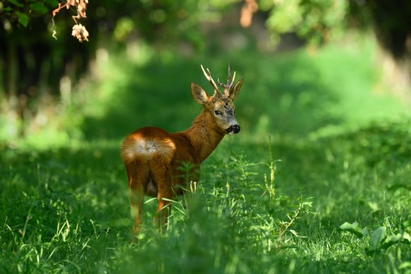 Capriolo