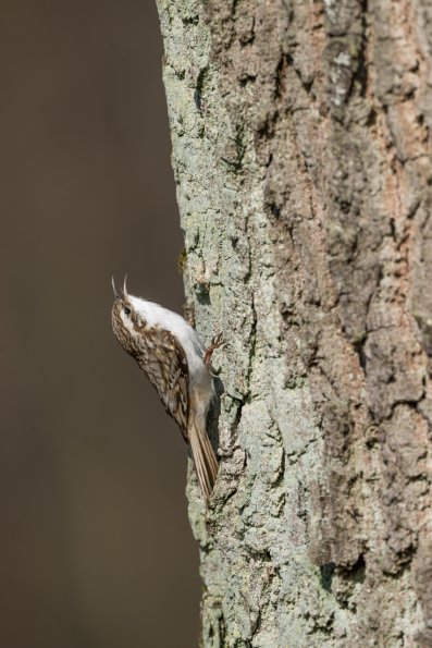 Rampichino alpestre 