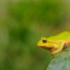 Anura