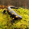 Salamandra pezzata