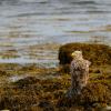 Aquila di mare