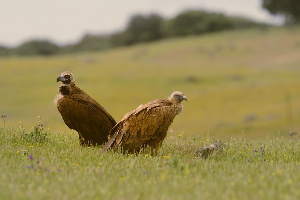 Avvoltoio monaco - Grifone