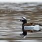Anseriformes