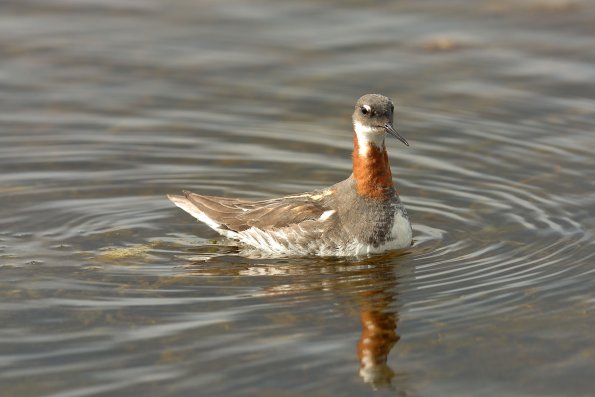 Falaropo beccosottile