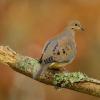 Mourning dove