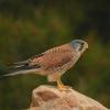 Falconiformes