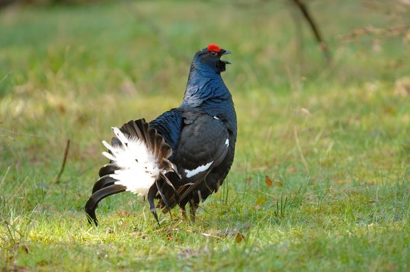 Fagiano di monte, o gallo forcello