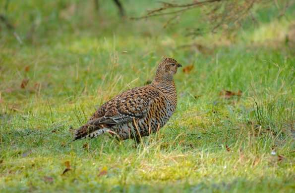 Fagiano di monte, o gallo forcello