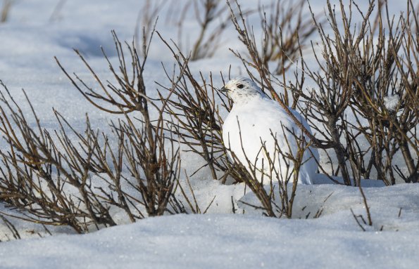 Pernice bianca nordica 