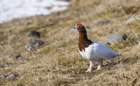 Pernice bianca nordica 