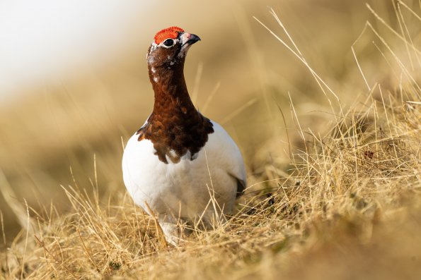 Pernice bianca nordica 