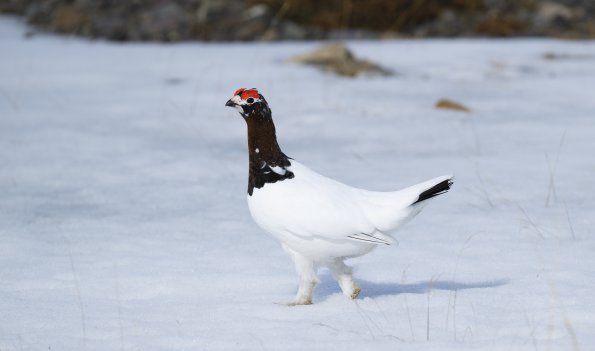 Pernice bianca nordica 