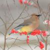 Cedar waxwing