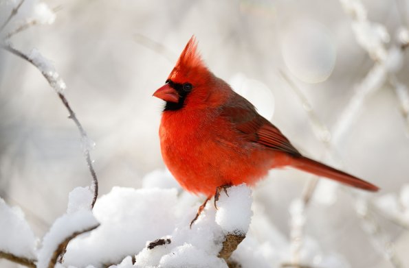 Northern cardinal 