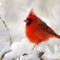 Northern cardinal 