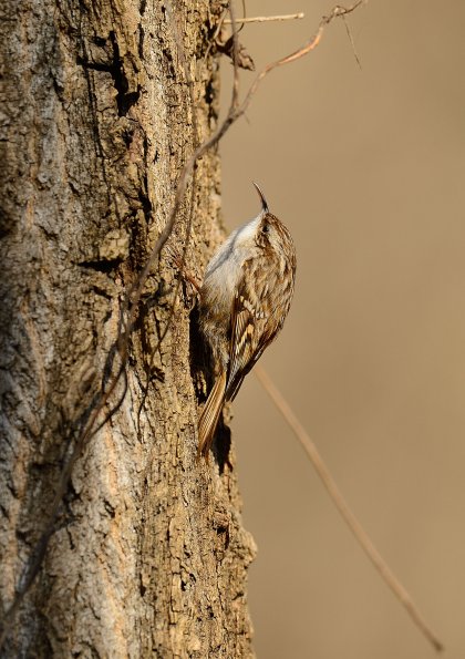 Rampichino comune 