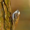 Rampichino alpestre