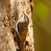 Rampichino alpestre