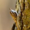 Rampichino alpestre 