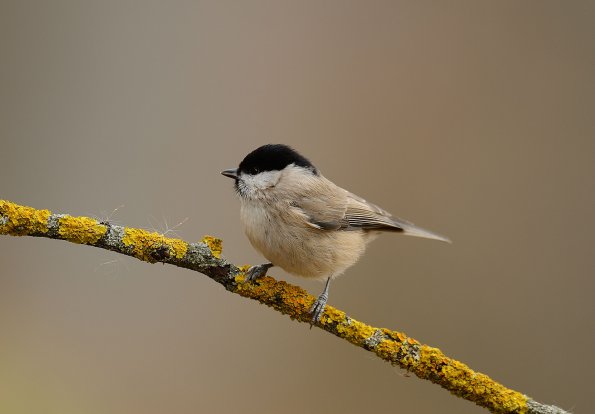 Cincia bigia