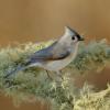 Tufted titmouse