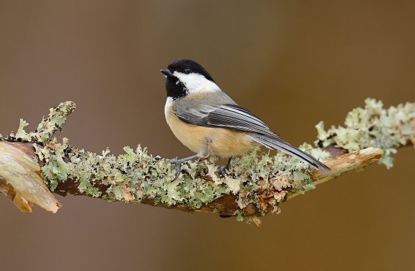 Black-capped chickadee