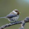 Cincia siberiana