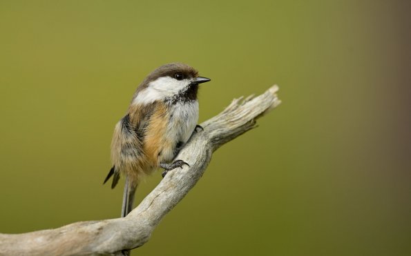 Cincia siberiana