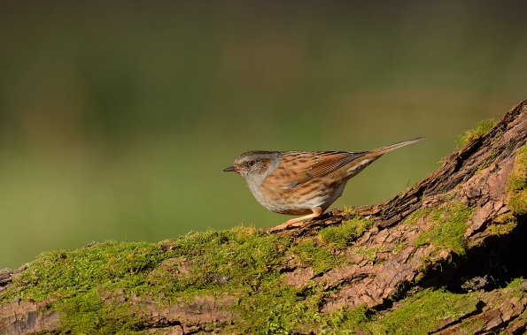 Passera scopaiola 