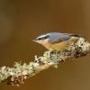 Red-breasted Nuthatch